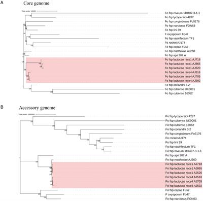 Comparative genomics and transcriptomics reveal differences in effector complement and expression between races of Fusarium oxysporum f.sp. lactucae